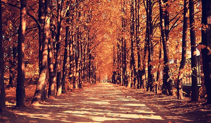 Vitamine D tekort: Tijdens de herfst kan je niet voldoende halen uit zonlicht Een bos met herfstkleuren, dit is een teken van onvoldoende zonlicht en dus ook vitamine D