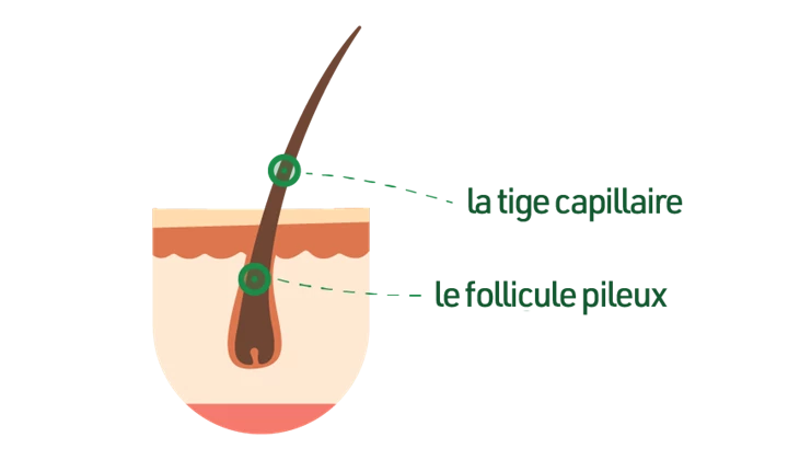 De quoi se compose exactement un cheveu ? De quoi se compose exactement un cheveu ?