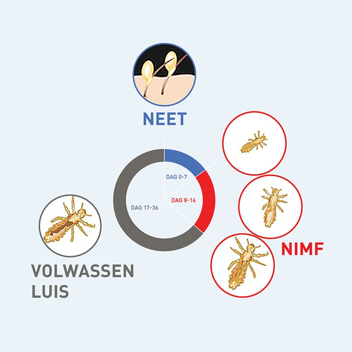 De levenscyclus van een luis De levenscyclus van een luis