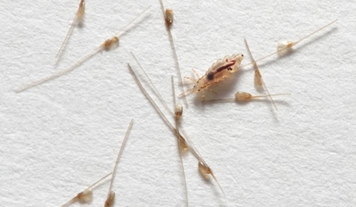 Éliminer les poux avec le shampoing Silikom Once