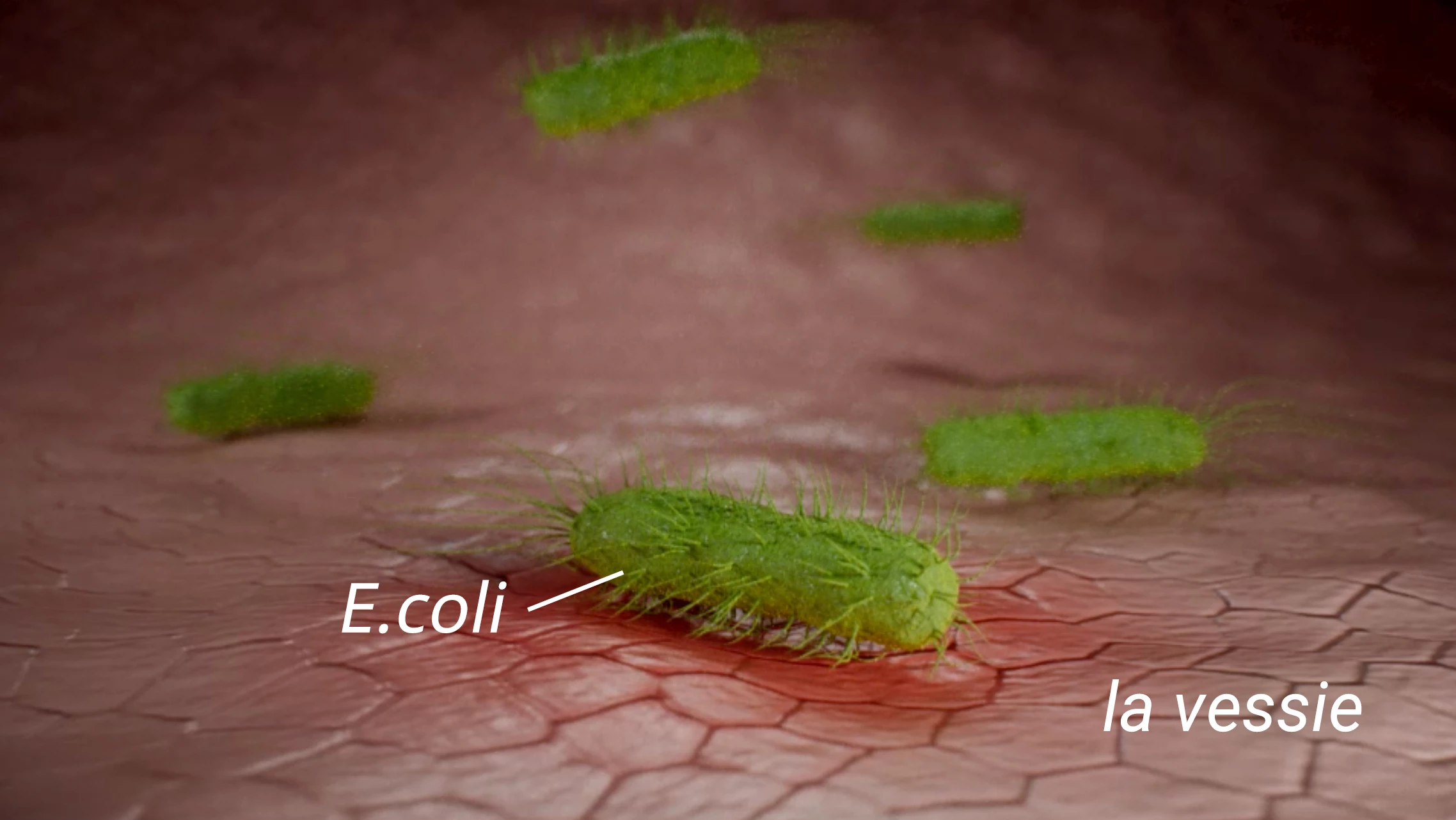 Vous avez mal en urinant ? Vérifiez s’il ne s'agit pas d'une infection de la vessie. Vous avez mal en urinant ? Vérifiez s’il ne s'agit pas d'une infection de la vessie.