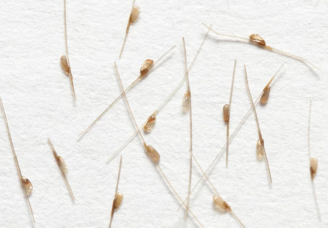 Last van eitjes van luizen? Dit moet je weten