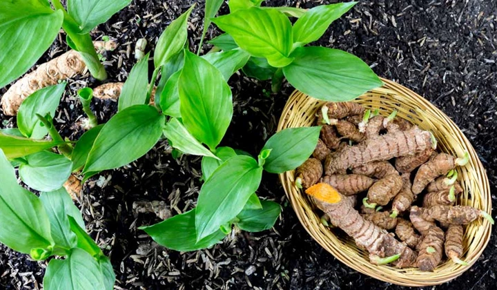 L'épice curcuma L’effet du curcuma sur nos articulations n’est pas si important.