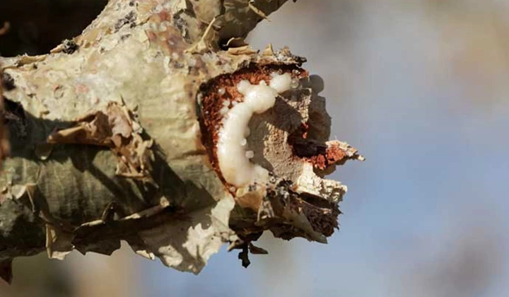 Qu'est-ce que c'est, Boswellia serrata? Le Boswellia serrata pousse en Inde et dans certaines régions d’Afrique. On en extrait de l’encens.