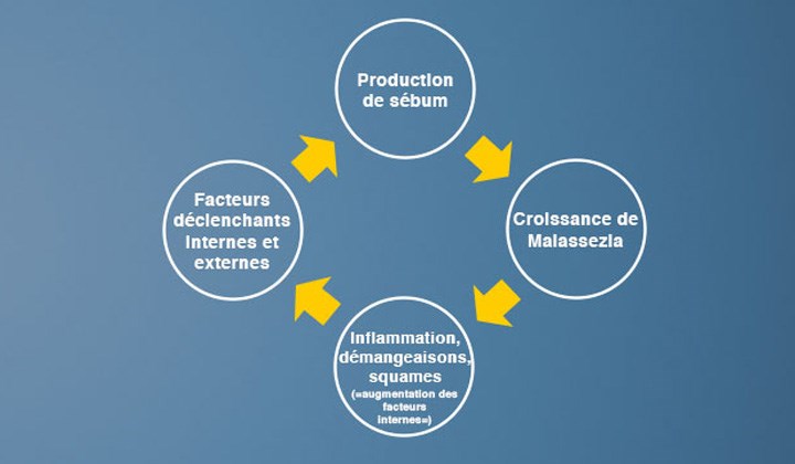 L'eczéma séborrhéique est un cercle vicieux : c'est une réaction de la peau qui lutte contre un étrange intrus.